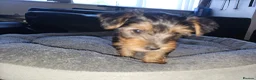 Yorkshire Terrier dogs for sale: 🐶 💖Pedigree Yorkshire Terrier Puppies💖 🐶 - Advert 20