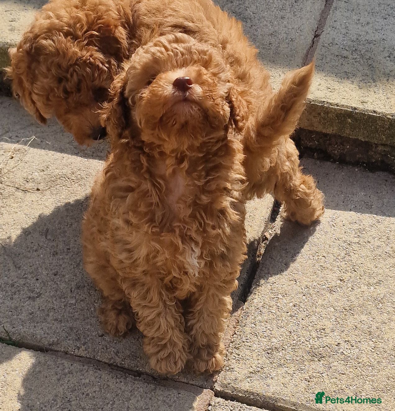 Toy Poodle dogs Toy poodle  - Advert 13