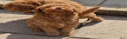 Toy Poodle dogs for sale: Toy poodle  - Advert 12