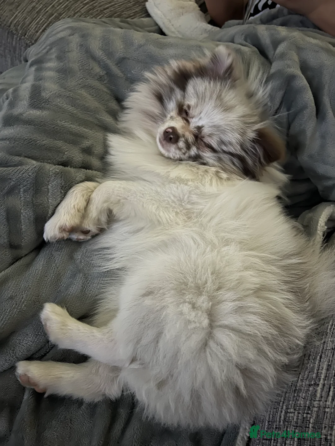 Pomeranian dogs for stud: Obi (for stud only)  - Advert 4