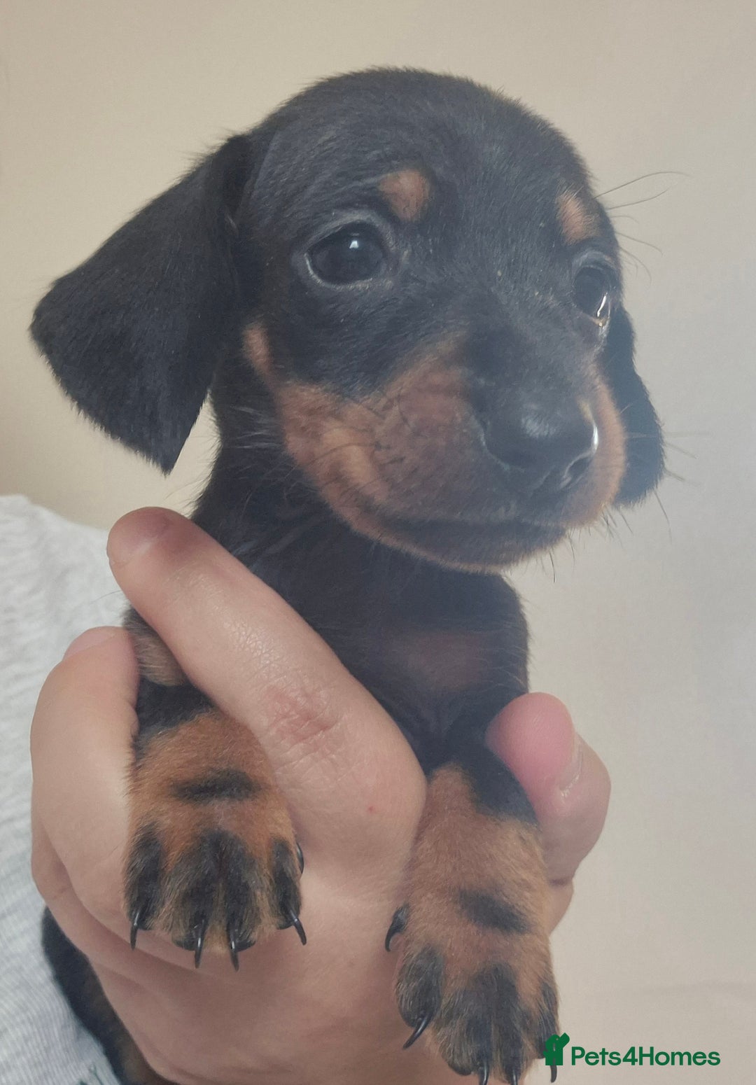 Miniature Dachshund dogs for sale: Miniature daushund puppies  - Image 4
