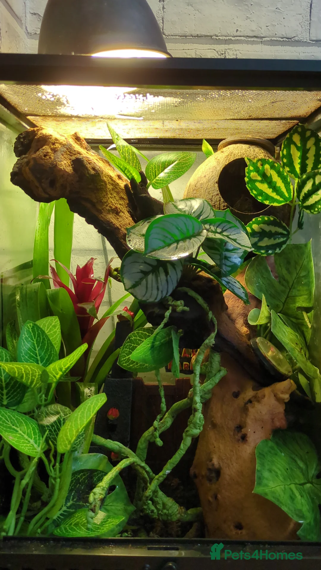 Gallery Image {{count}}