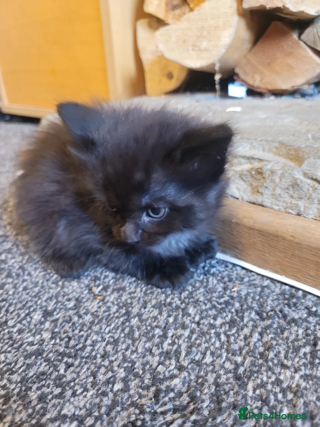 Maine Coon cats for sale: Only 1 little boy left Maine coon X kitten  - Advert 15