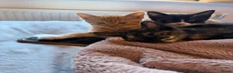 Mixed Breed cats for sale: Maine coon mixed kitten clever and very very sweet in Chelmsford - Advert 16