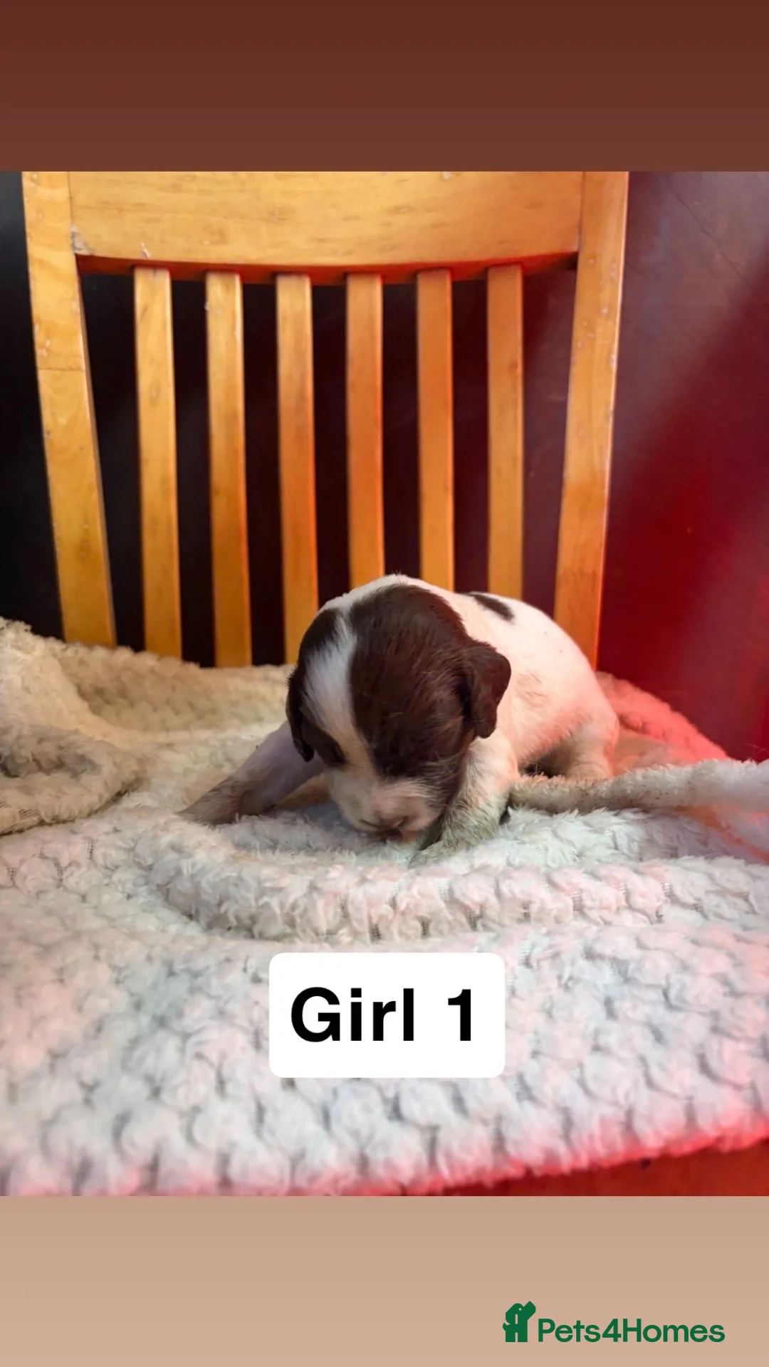 English Springer Spaniel dogs for sale: Gorgeous English Springer Spaniel pups🐶 - Advert 2