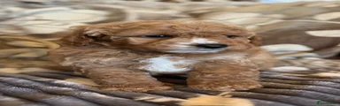 Cockapoo Puppy 8