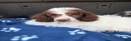 Miniature Poodle dogs for sale: Beautiful parti miniature poodle - Advert 4