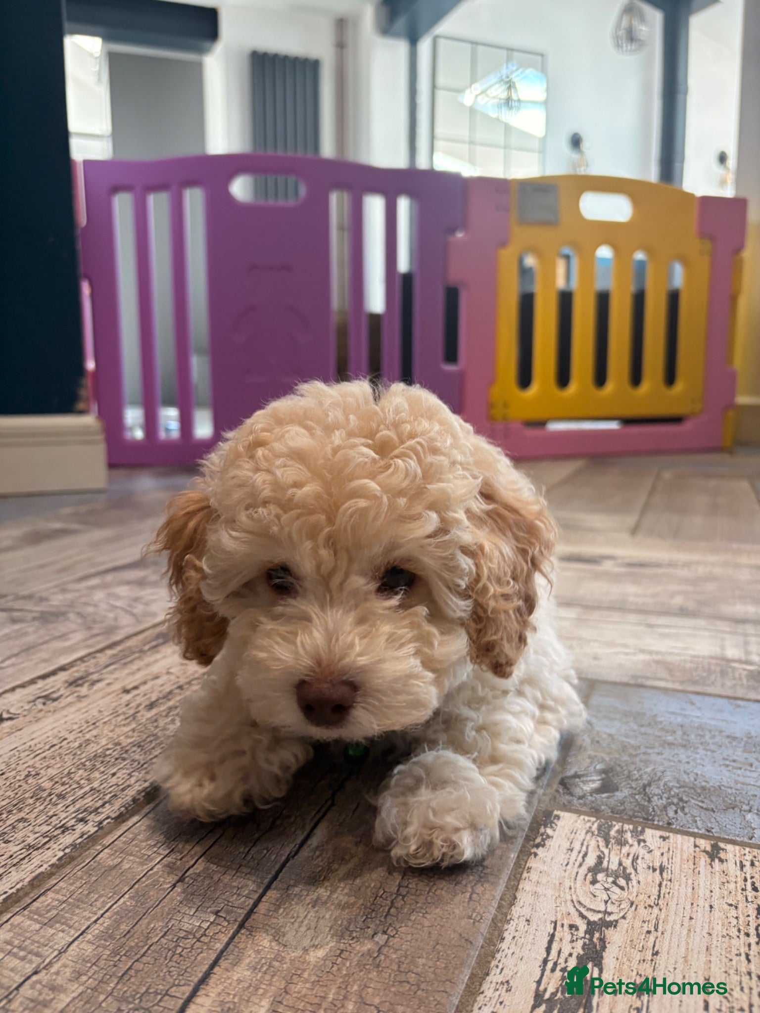 Cavapoo dogs for sale: 💙READY NOW💙  male cavapoo FHT  - Advert 1