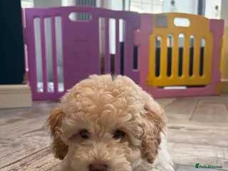 Cavapoo dogs 💙READY NOW💙 male cavapoo FHT - Advert 3