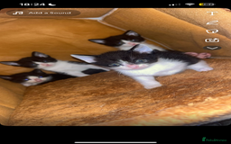 Mixed Breed cats for sale: 4 kittens needing a good home asap. - Image 1