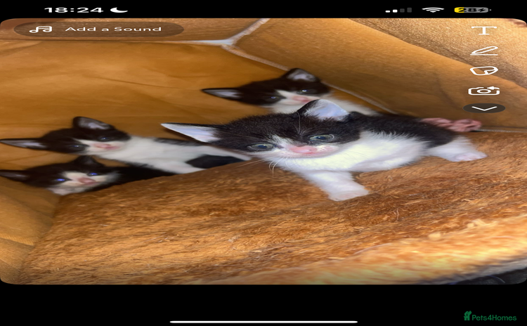 Mixed Breed cats - Advert 2