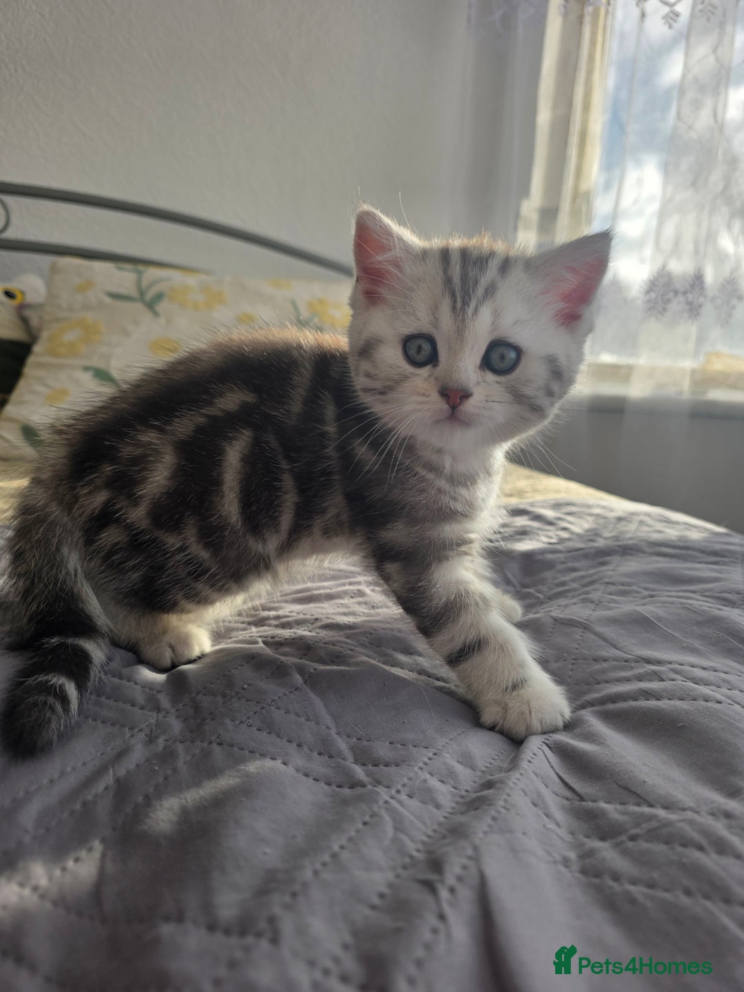 Scottish Fold cats for sale: Tabby Scottish Fold Kittens - Advert 14