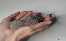 Devon Rex cats for sale: Blue & Lilac Devon Rex Kittens Taking Reservations - Image 6