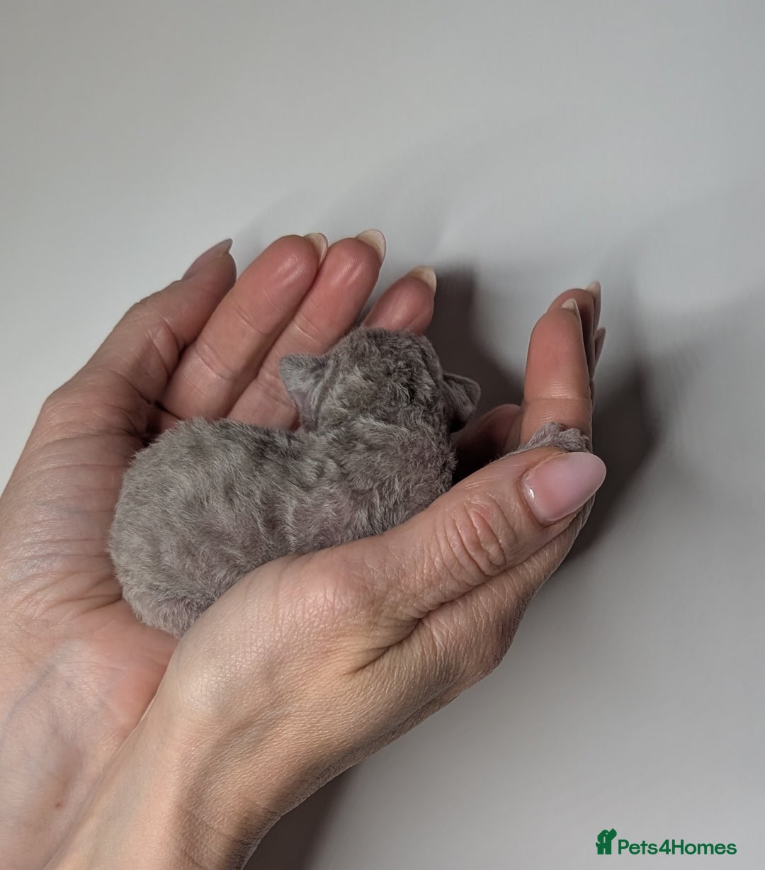 Devon Rex cats for sale: Blue & Lilac Devon Rex Kittens Taking Reservations - Image 6