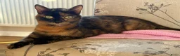 Mixed Breed cats for sale: One Tortoiseshell and two black kittens for sale  in Taunton - Advert 9
