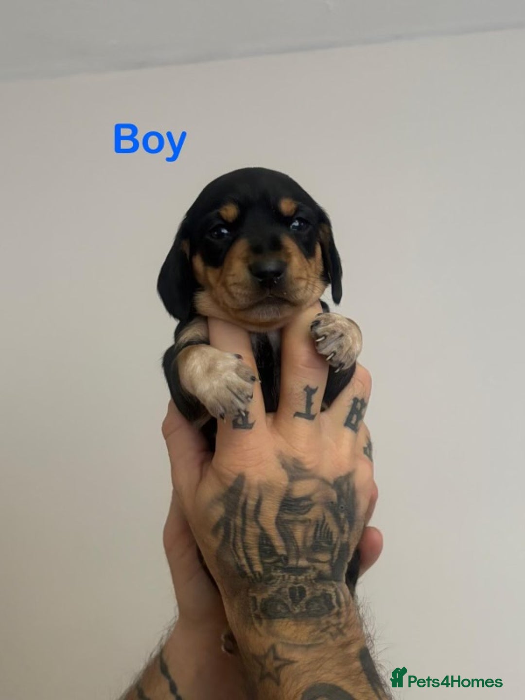 Miniature Dachshund dogs for sale: 5 Beautiful Miniature Dachshund’s  - Advert 5