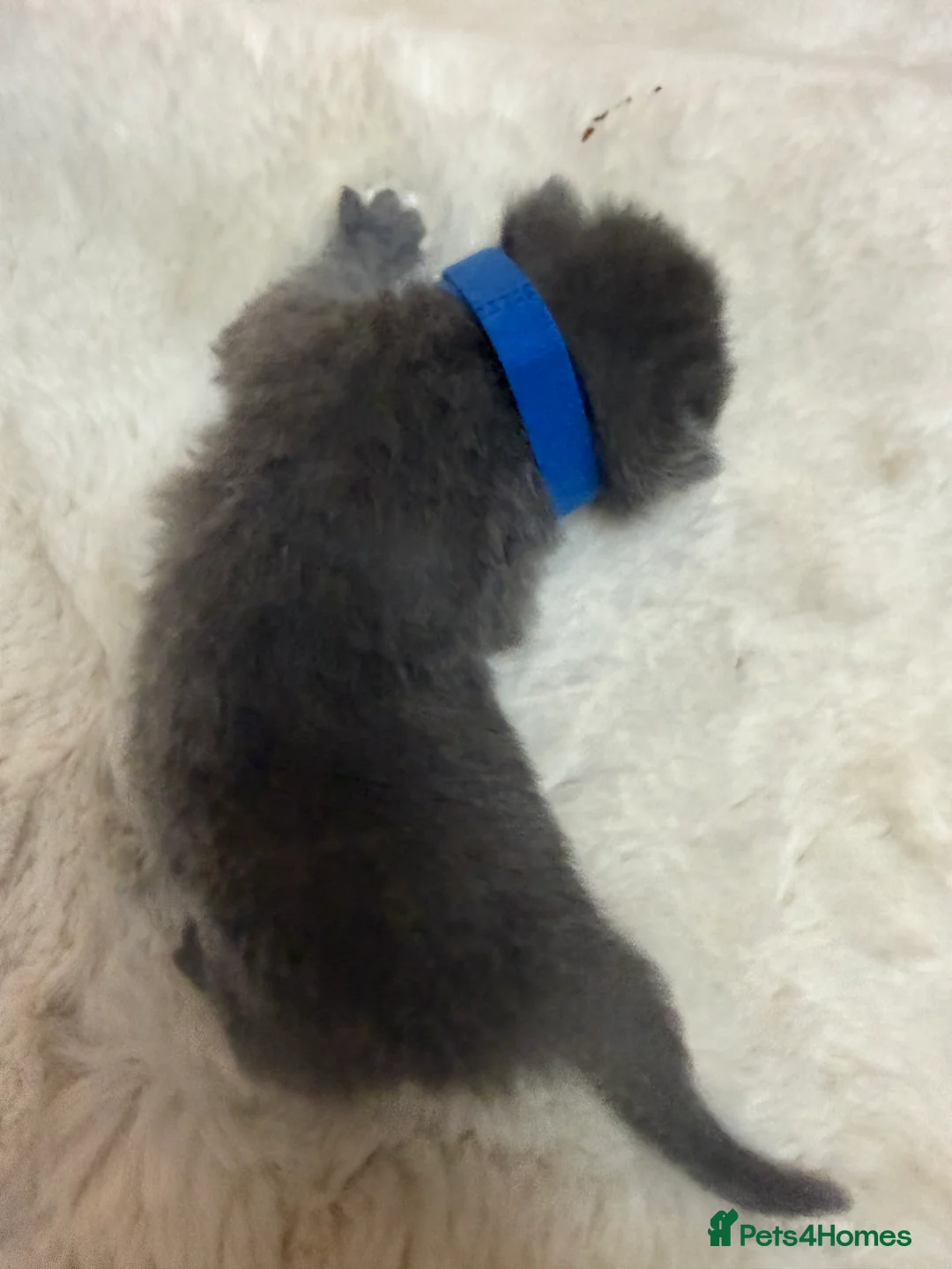 British Shorthair cats for sale: Beautiful Fluffy Chunky BSH Kittens  - Advert 38