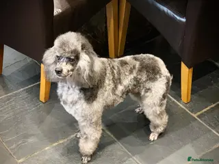 Miniature Poodle dogs BLUE MERLE MINIATURE POODLE MALE - Advert 2