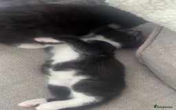 Mixed Breed cats for sale: beautiful kittens  - Image 17