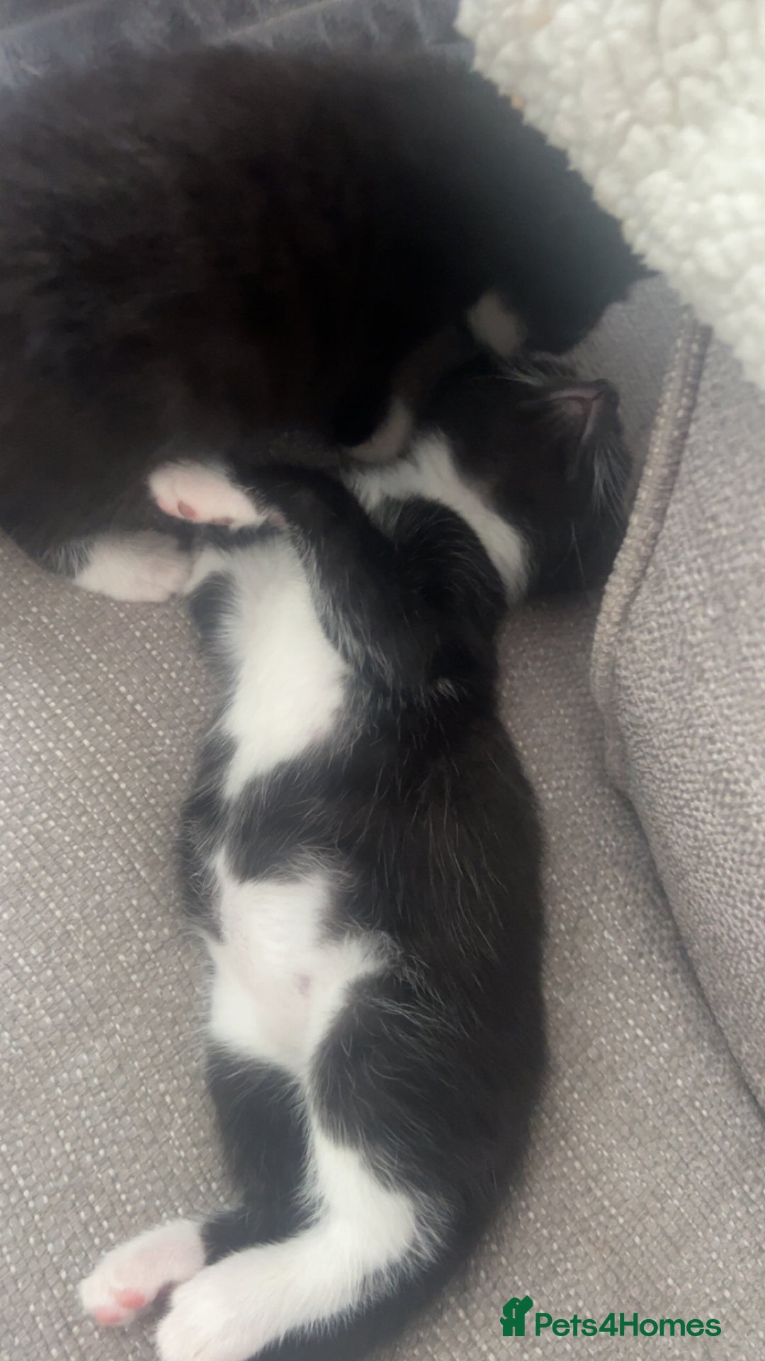 Mixed Breed cats for sale: beautiful kittens  - Image 17