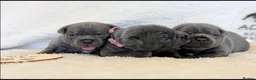 Staffordshire Bull Terrier dogs for sale: %Bloodline Staffordshire Bull Terrier Pups in Rugby - Advert 6