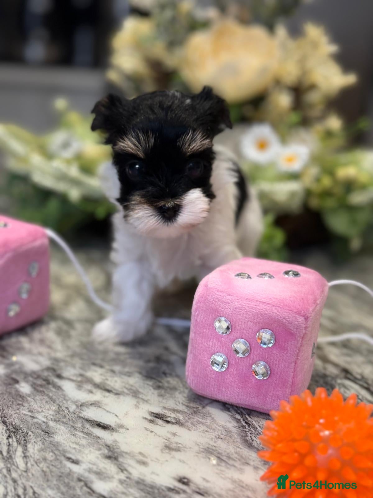 Biewer Terrier dogs Biewer Terrier  - Advert 2