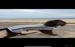 Cocker Spaniel dogs for stud: Cocker spaniel stud  - Image 1