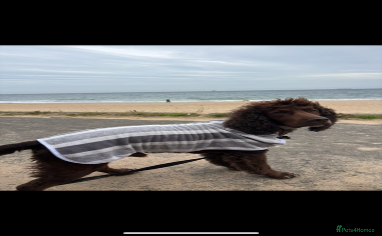 Cocker Spaniel dogs - Advert 4