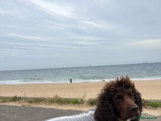 Cocker Spaniel dogs - Advert 39