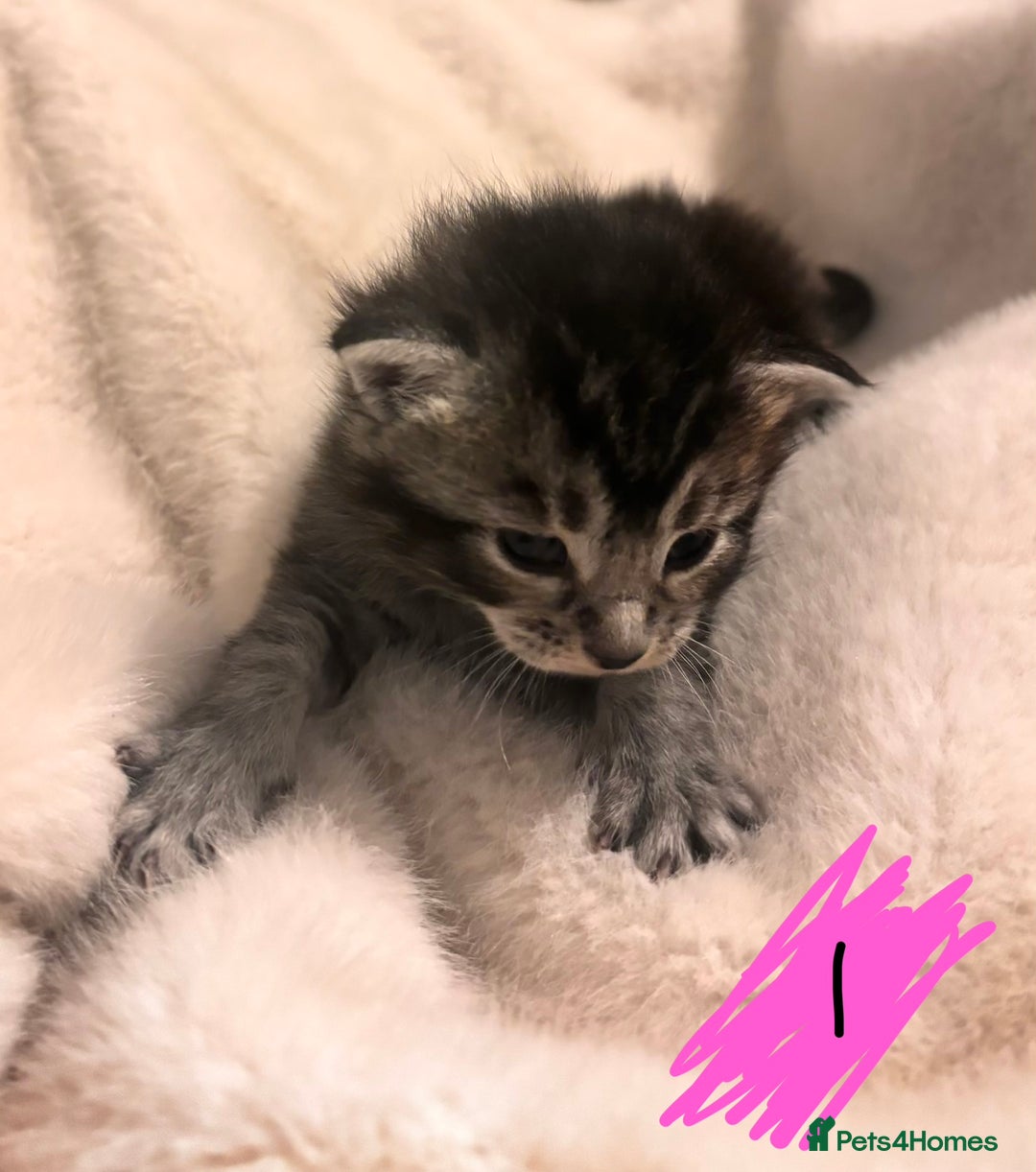 Maine Coon cats for sale: Maine Coon kittens - Advert 4