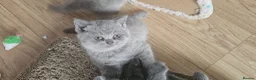 British Shorthair cats for sale: GCCF British Shorthair Kittens - Advert 11