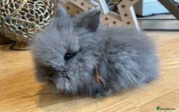 Lionhead rabbits for sale: 2 double mane lion heads  for sale  - Image 1