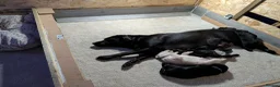 Labrador Retriever dogs for sale: 🐾 Labrador Pups 🐾 - Advert 19
