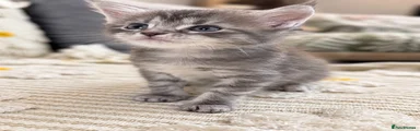 Maine Coon 5