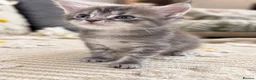 Maine Coon cats for sale: Tica Registered 5 Russian Mainecoon   - Advert 17