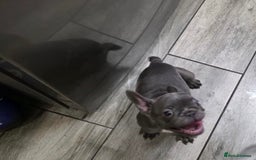 French Bulldog dogs for sale: 2 Adult French bulldogs and 4 Puppies  - Image 18