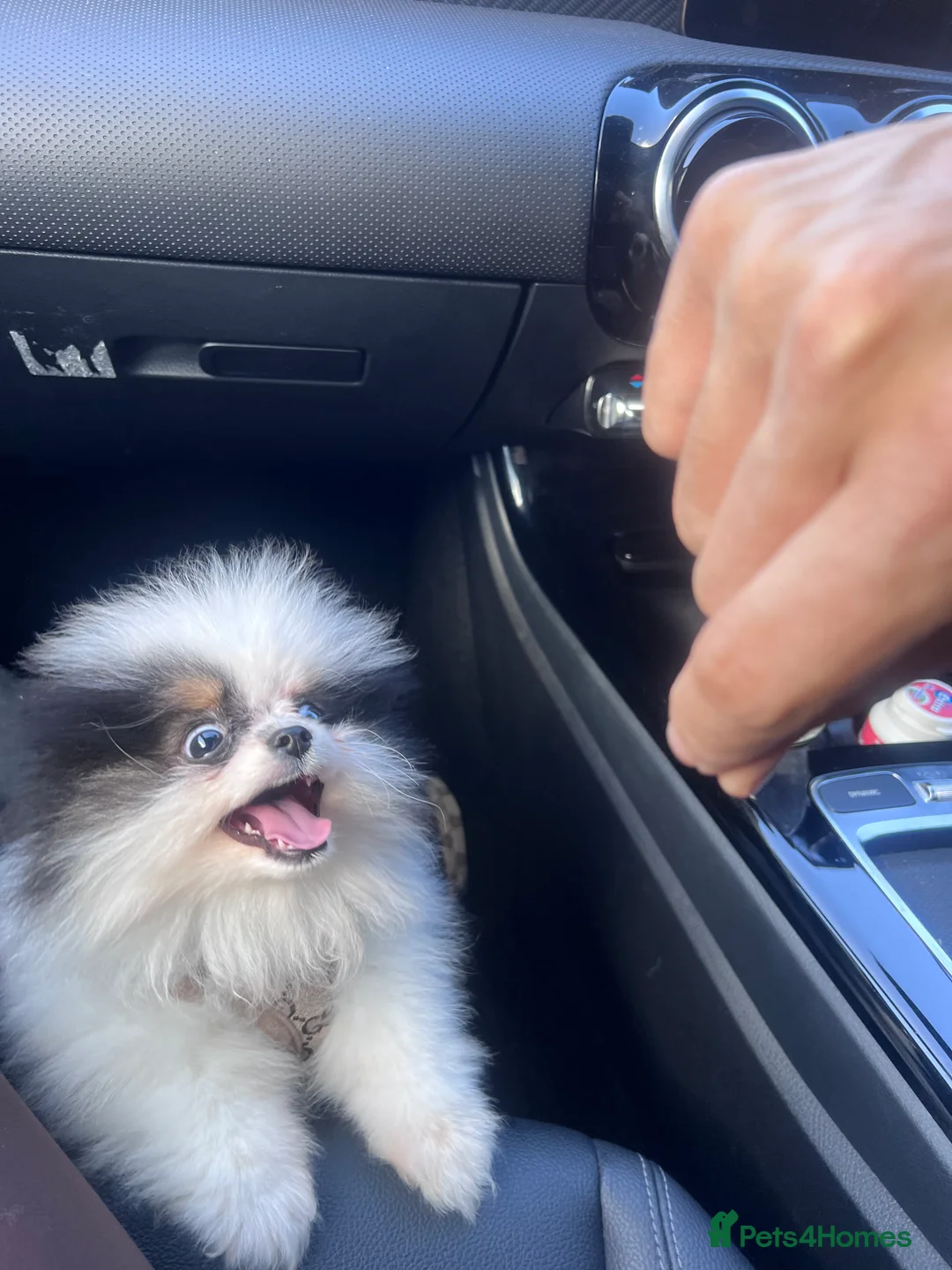 Pomeranian dogs for sale: 5 STAR POMERANIAN PUPPY - Advert 2