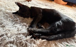 Domestic Shorthair cats for sale: Rehoming my male kitten - Image 2