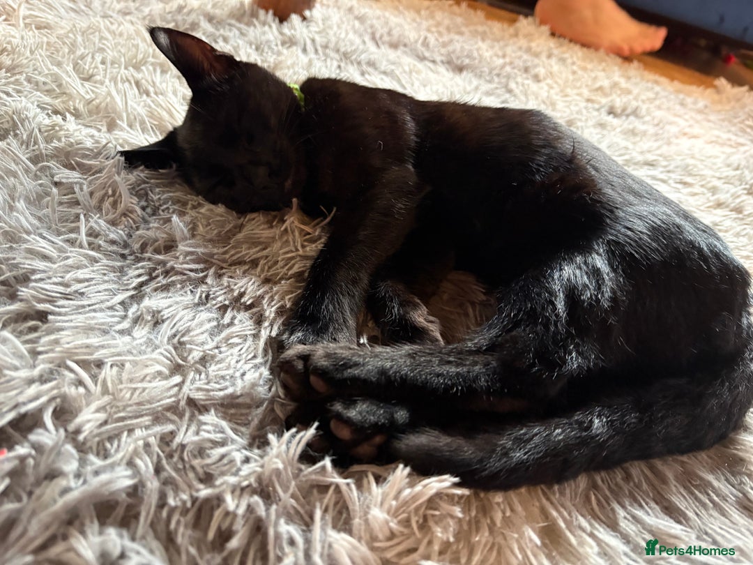 Domestic Shorthair cats for sale: Rehoming my male kitten - Image 2