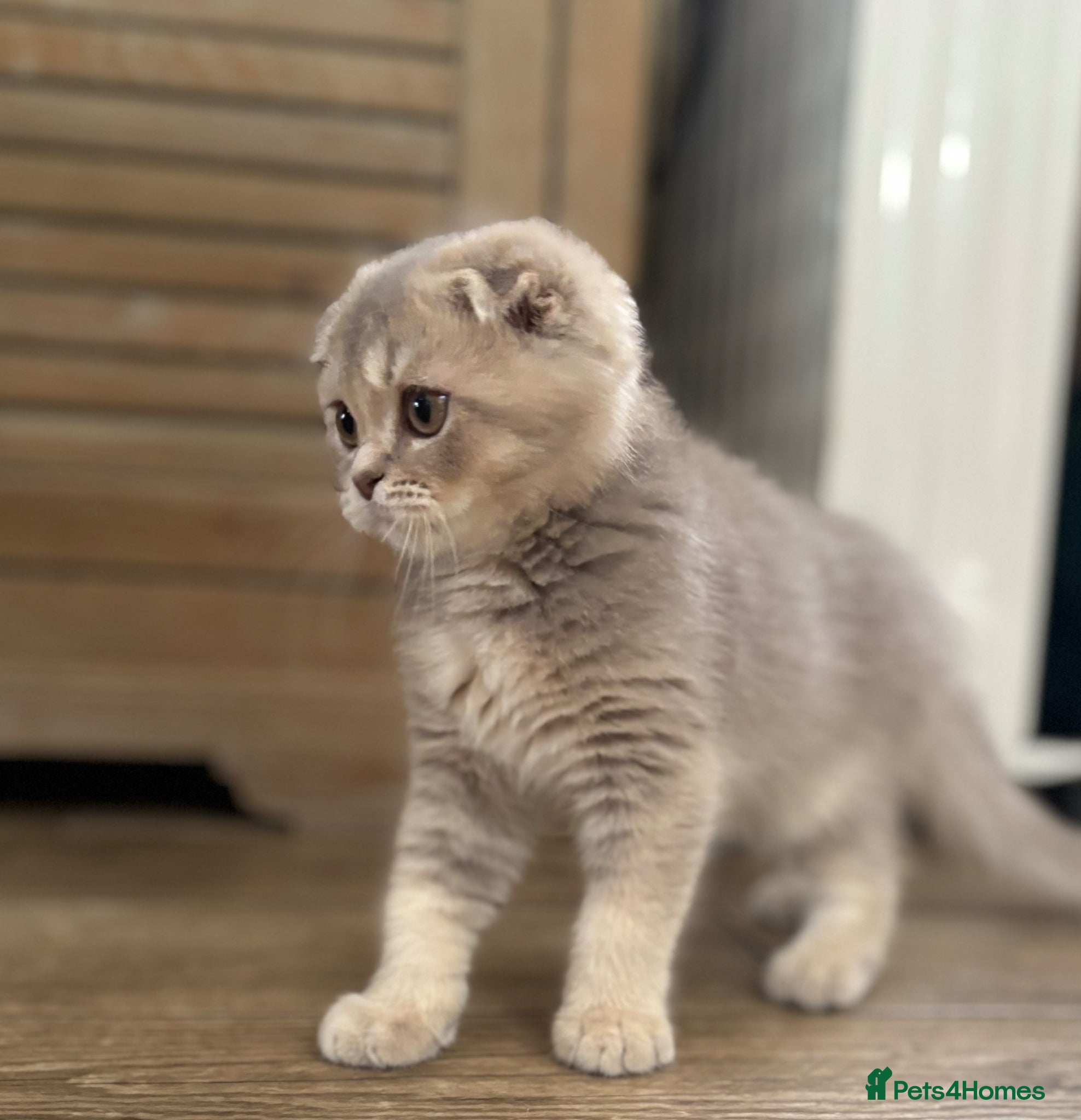Scottish Fold cats for sale: Pedigree Adorable Scottish Fold Kittens  - Advert 3