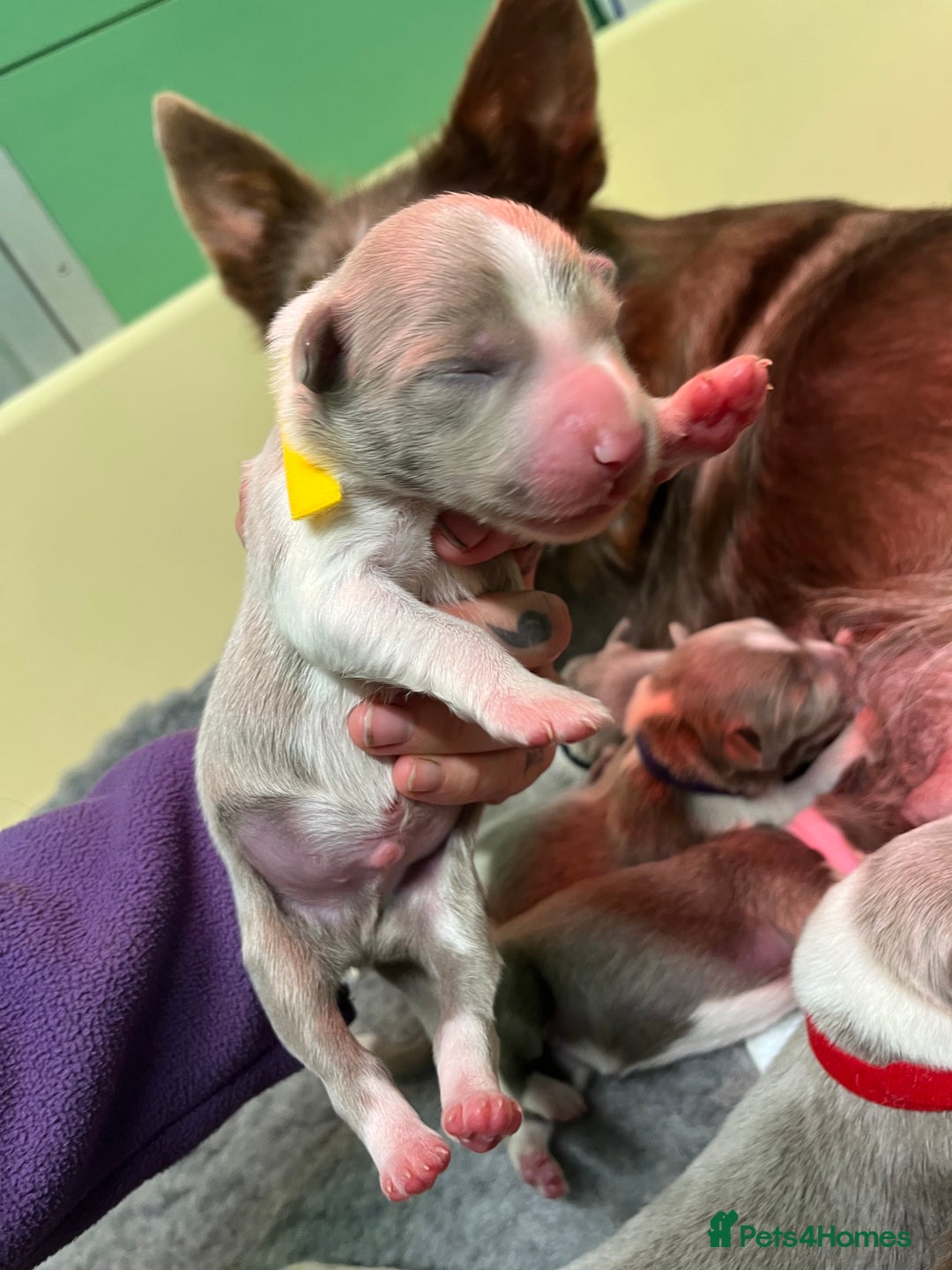 Border Collie dogs for sale: Fully health tested lilac and white kcreg puppies  - Image 12