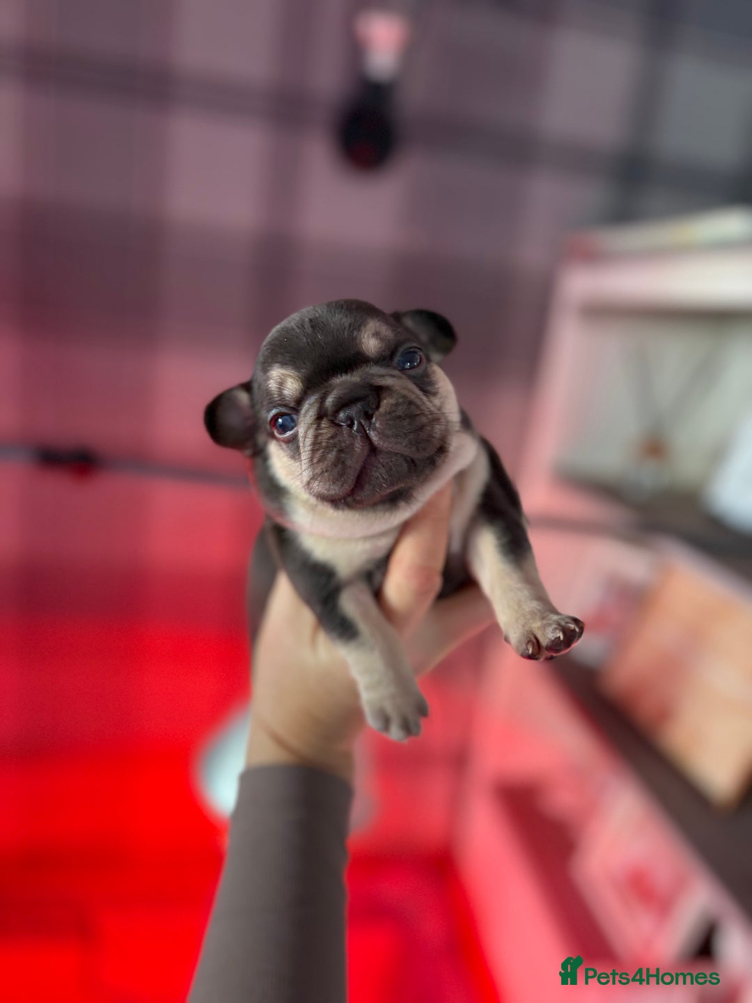 French Bulldog dogs for sale: Chunky French bulldog puppies  - Image 38