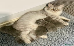 British Longhair cats for sale: HEALTH TESTED BRITISH LONGHAIR MAINE COON BLUE - Image 11