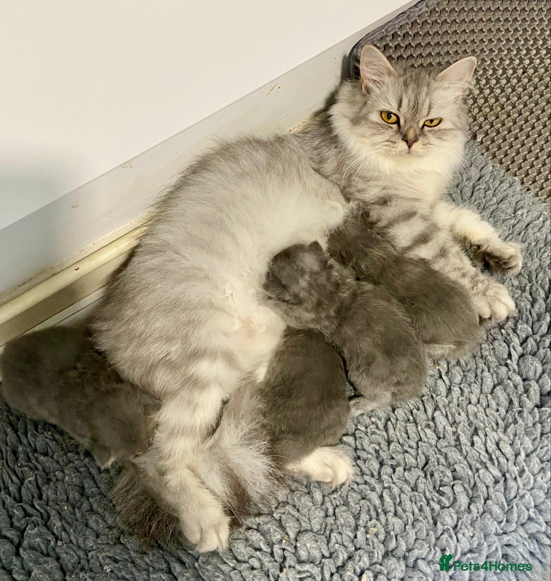 British Longhair cats for sale: HEALTH TESTED BRITISH LONGHAIR MAINE COON BLUE - Image 11