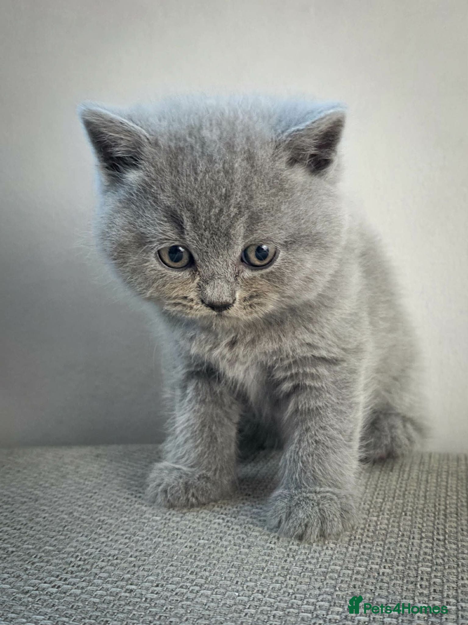 British Shorthair cats Pedigree british shorthair  - Advert 1