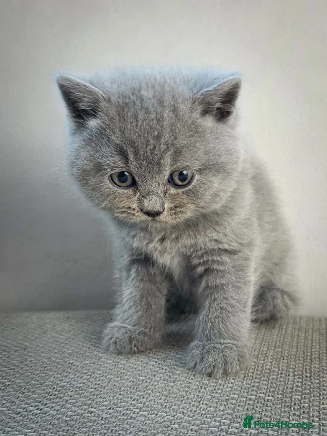 British Shorthair cats for sale: Pedigree british shorthair  - Advert 1