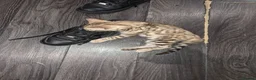 Bengal cats for sale: Pure bengal  - Advert 7