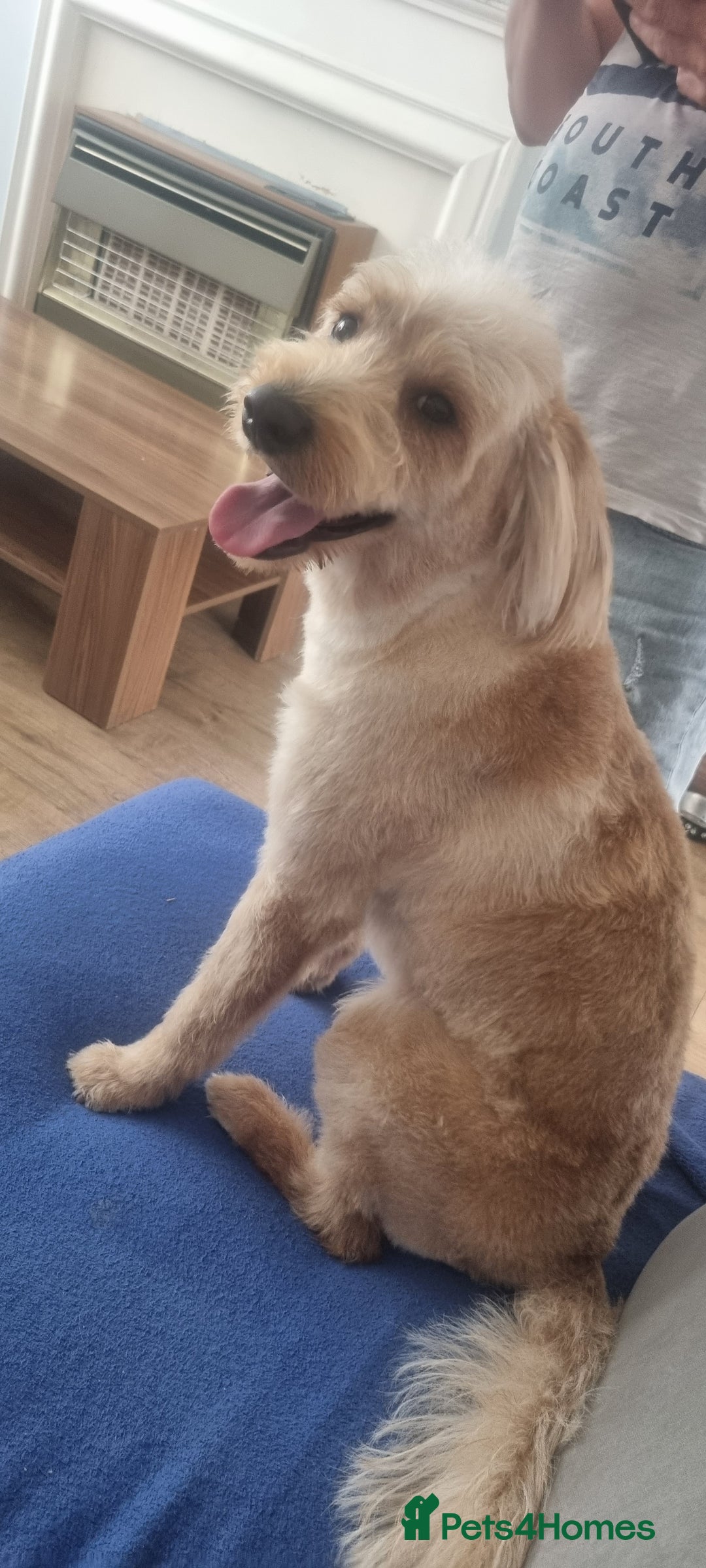 Labradoodle dogs for stud: Labradoodle for Stud – Light Brown, Friendly Boy - Image 3