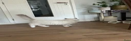 Ragdoll cats for sale: Regdoolll - a beautiful boy - Advert 5