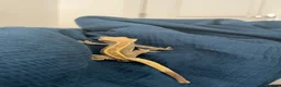 Gecko reptiles for sale: Crested gecko  in Glasgow - Advert 5